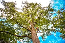 Best Tree Preservation Services  in Bodega Bay, CA