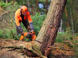 Best Tree Disease Treatment  in Bodega Bay, CA