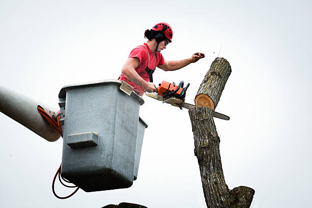 Best Hazardous Tree Removal  in Bodega Bay, CA