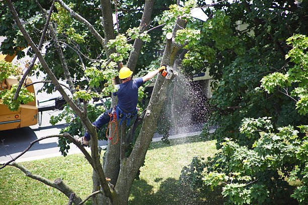 How Our Tree Care Process Works  in  Bodega Bay, CA